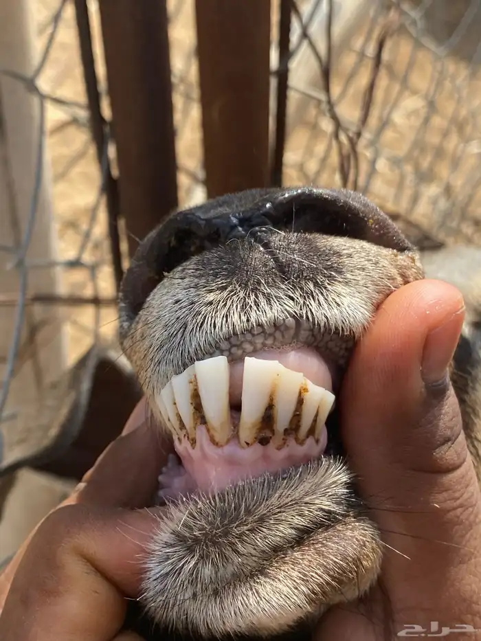 شاه ولود تحتها اثنين اناثي 5