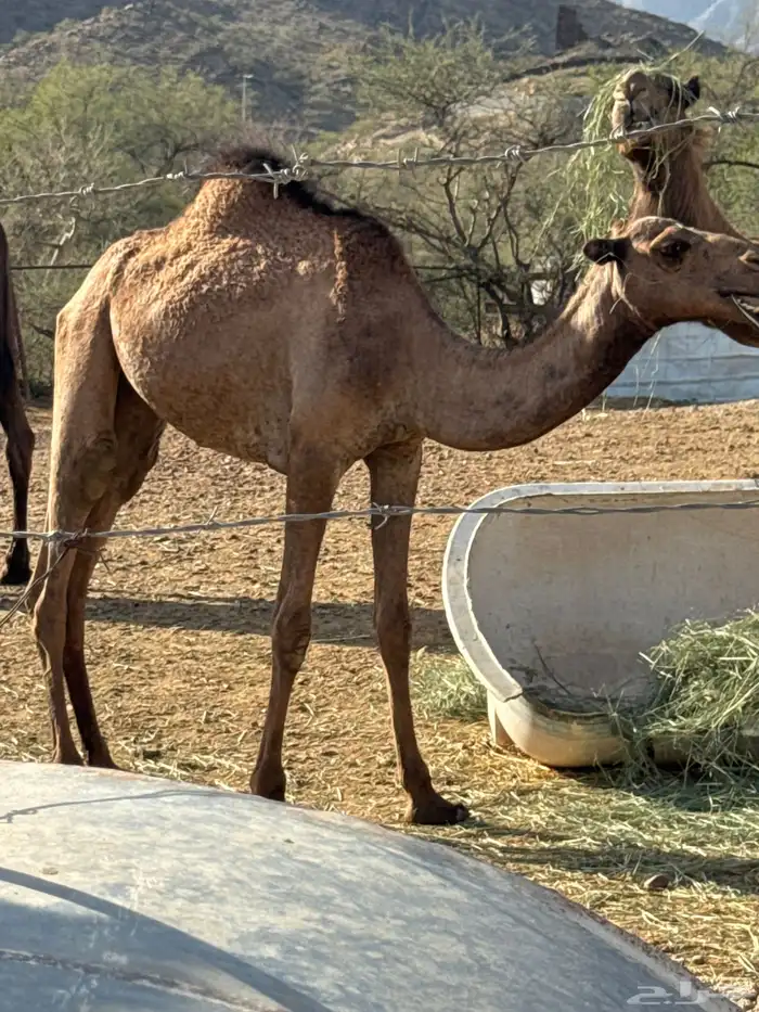 بكره للبيع 0