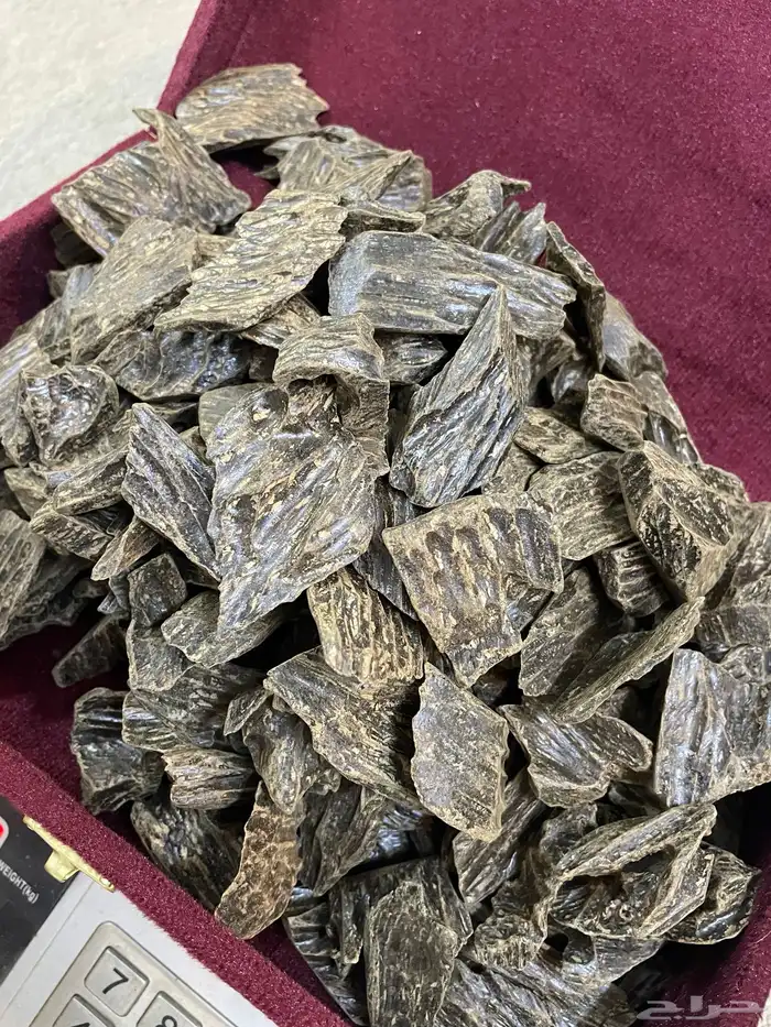 عود كلمنتان سعر جملة طيب لايفوتك 0