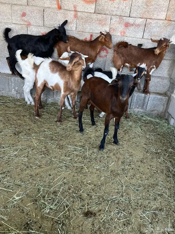 تيوس جنوبية 0