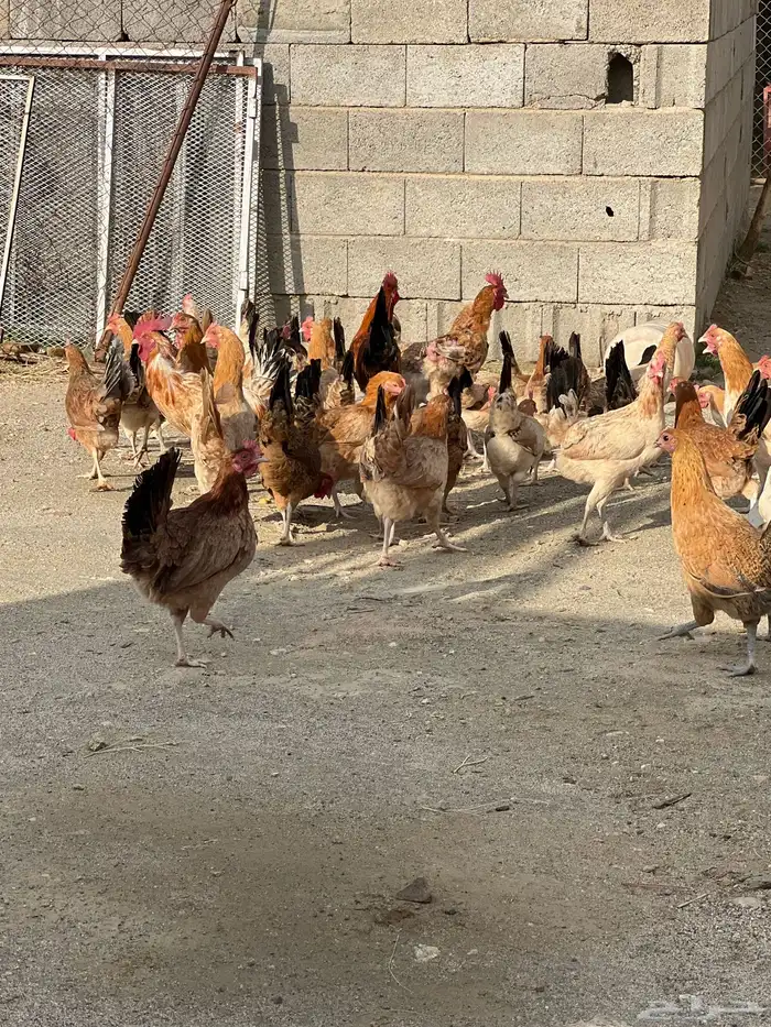 دجاج بشاير للبيييع 2