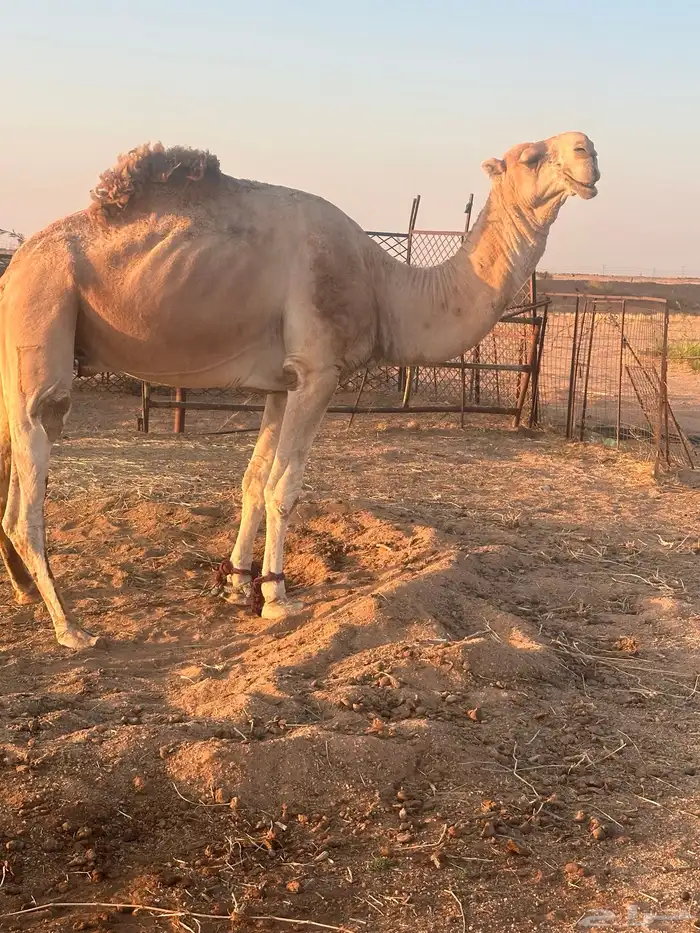 بعير. رباع علئ زمول ابو عجاريد. 0
