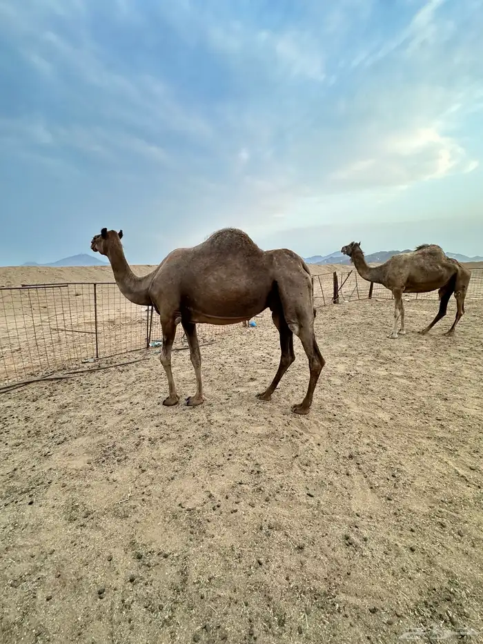 ناقه ساحليه ملاقي 2