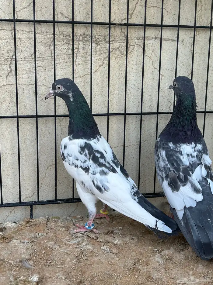 حمام باكستاني. تم البيع 3