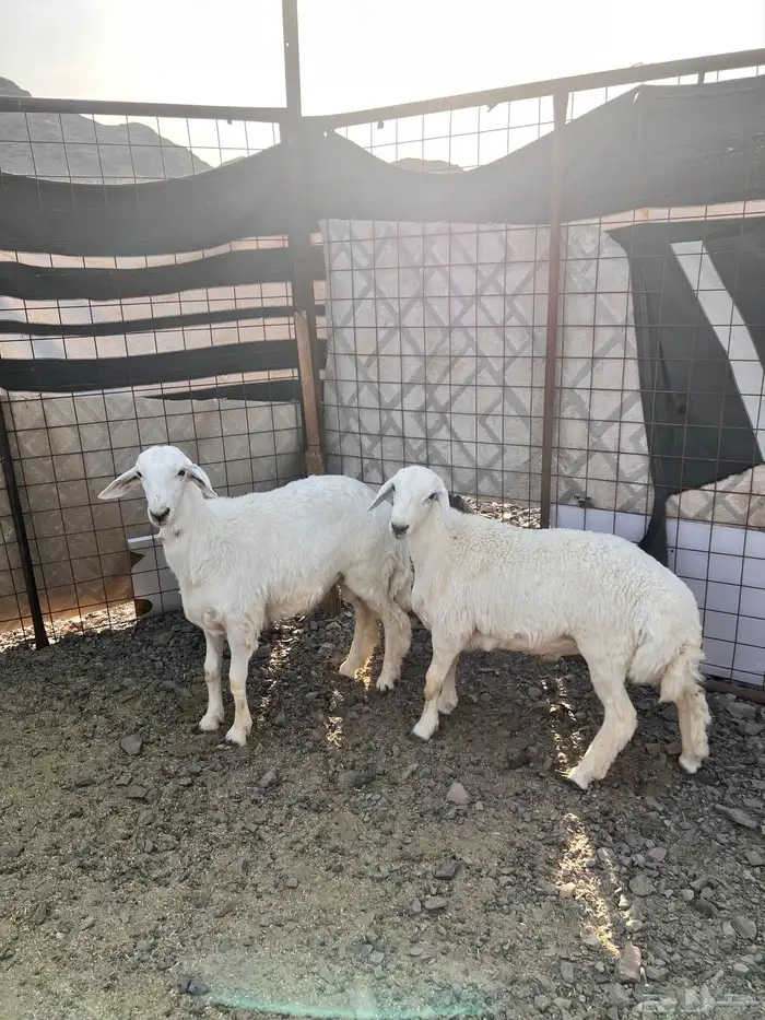 طليان ذبايح 1