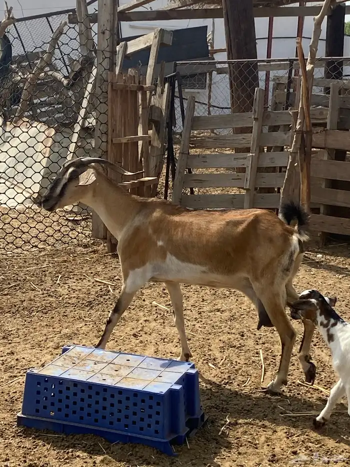 شاه ولود تحتها اثنين اناثي 1