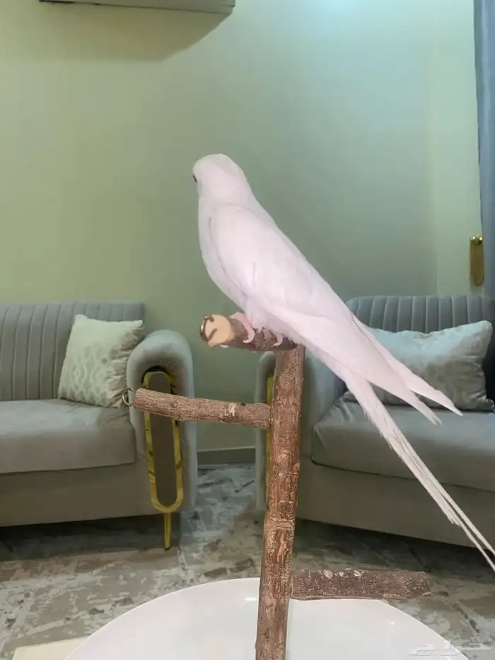 تم البيع 0