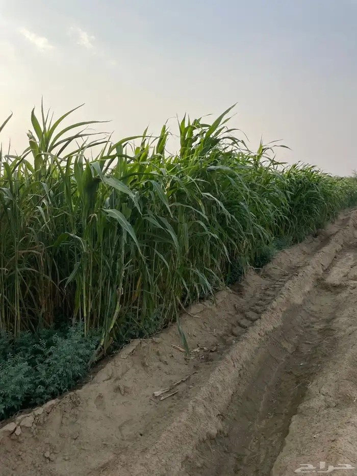 قصب اخضر لبيع لتواصل 1