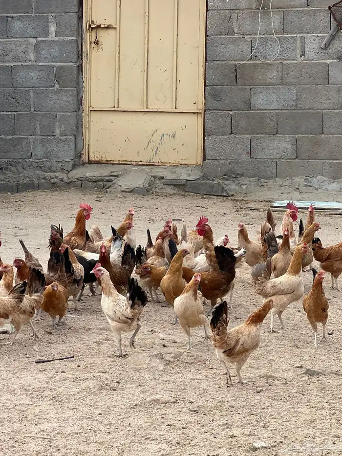 دجاج بشاير للبيييع 4