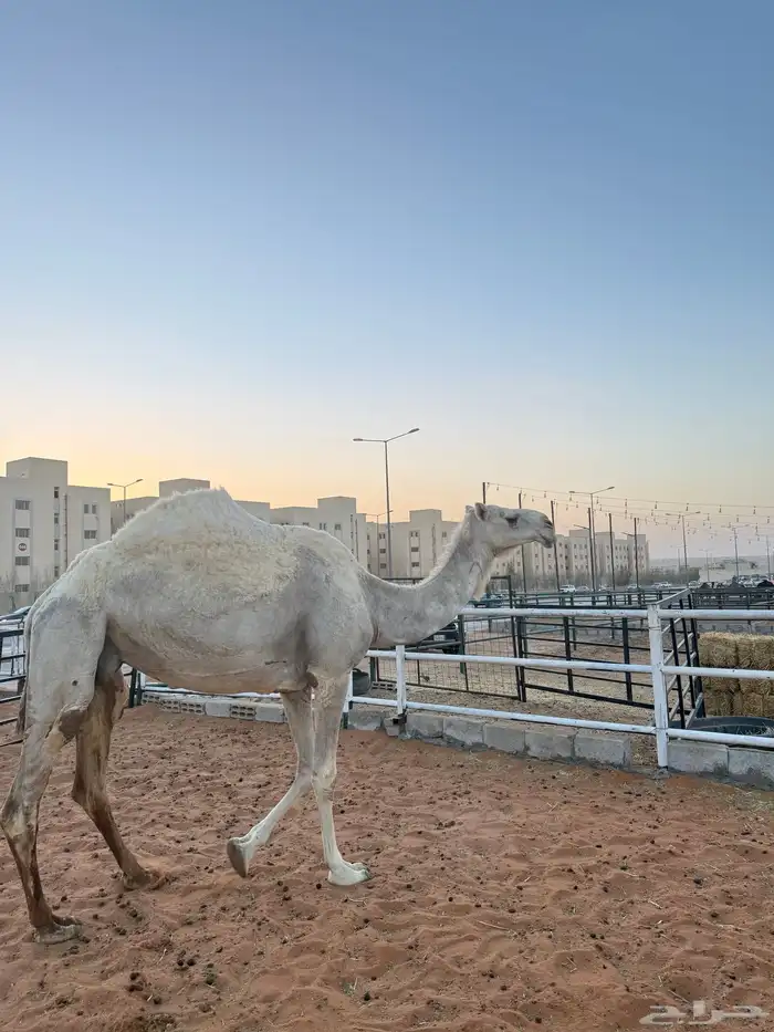 ناقه ضروبه عشرا منتج معزوله بنتها منها توها شاق 0