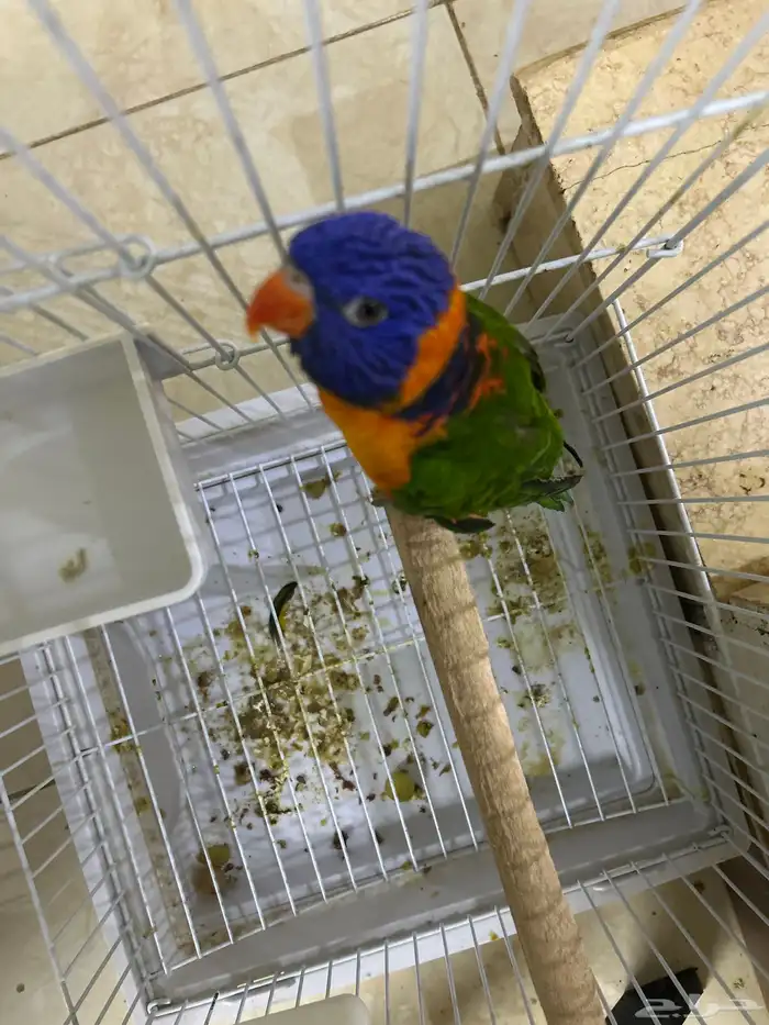 لوري 2