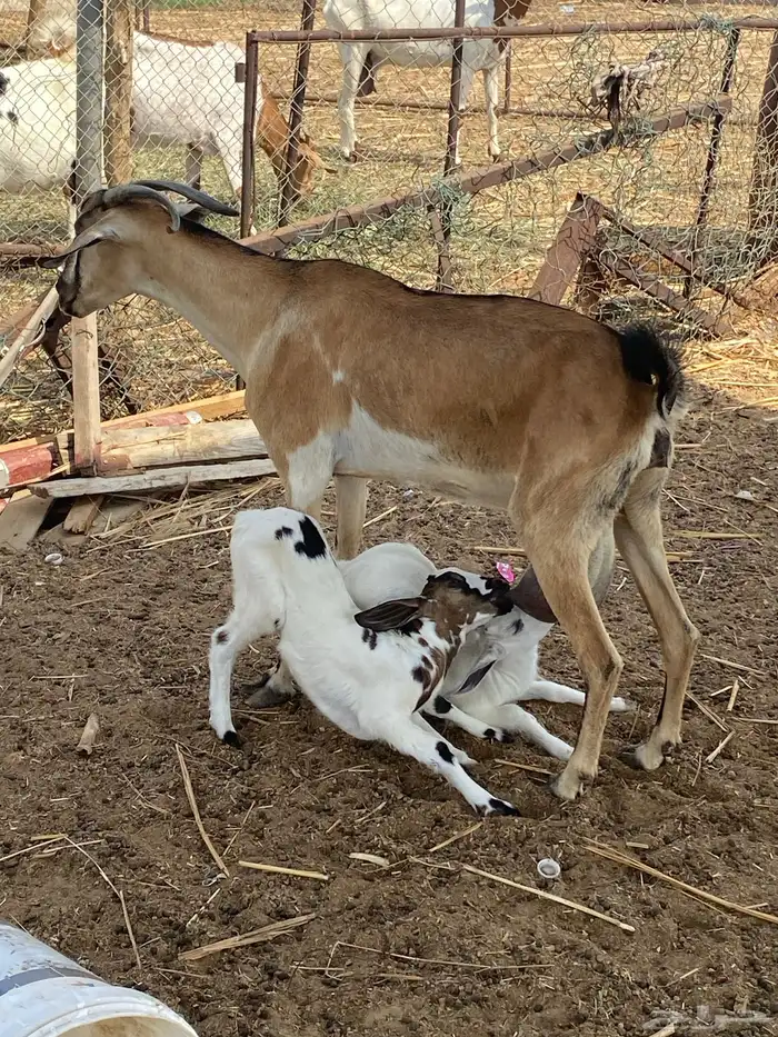 شاه ولود تحتها اثنين اناثي 0