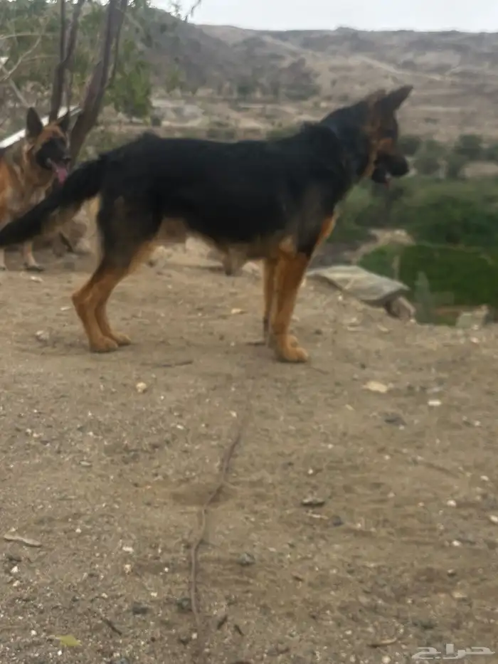 ذكر جيرمني 1