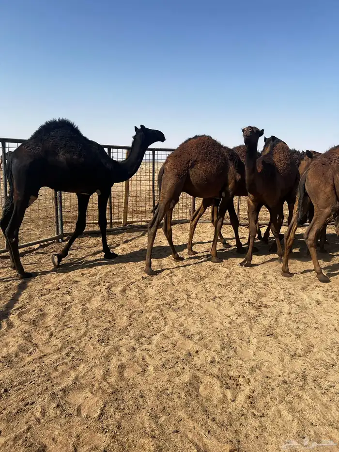 حشو قصب شتويات طيبات تحت امهاتهم 2