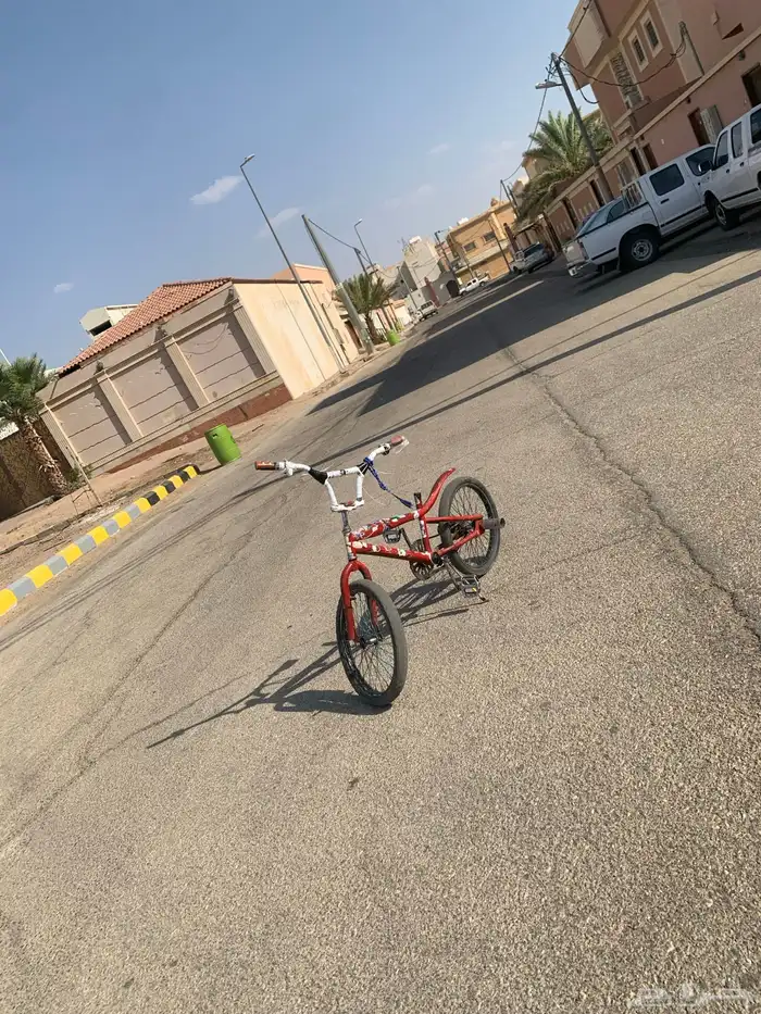 كوبرا احمر للبيع 5