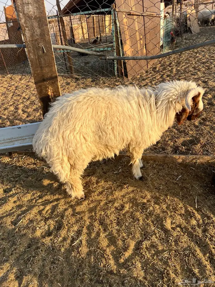 خروف 7 شهور مغلق تممم البيع 0