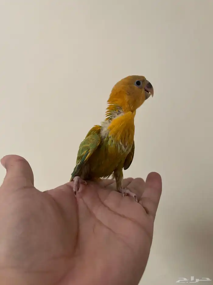 للبيع فرخ روز ( تم البيع ) 0