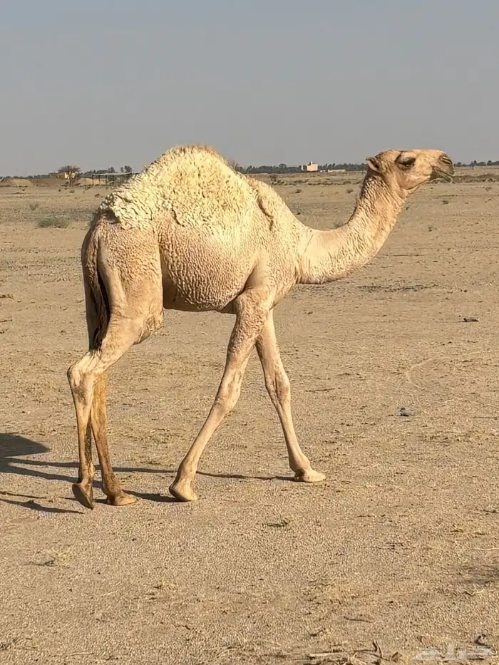 البيع قعود 1