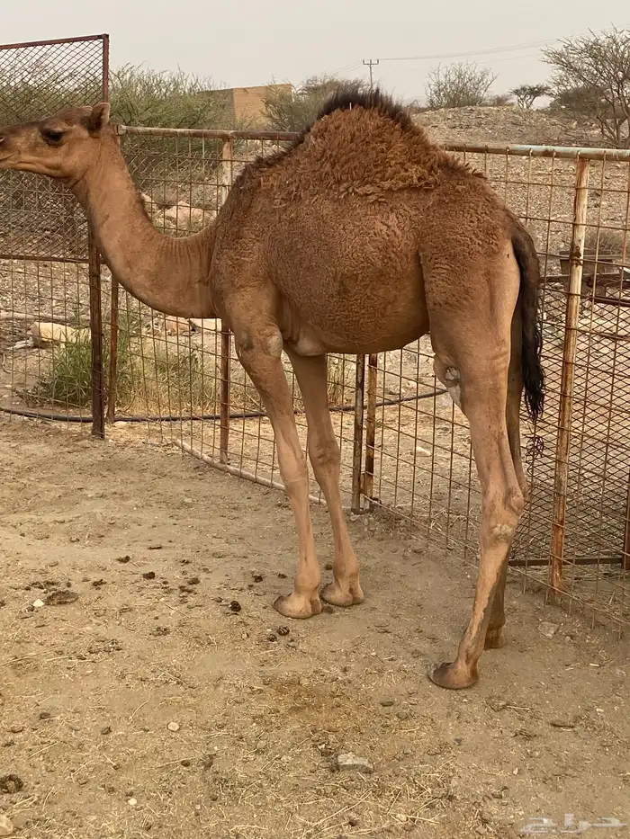 قعود لبان 0