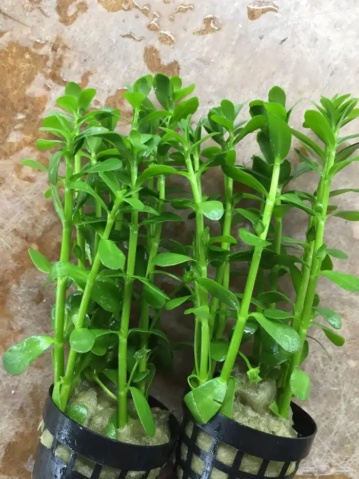نبات مائي باكوبا 0
