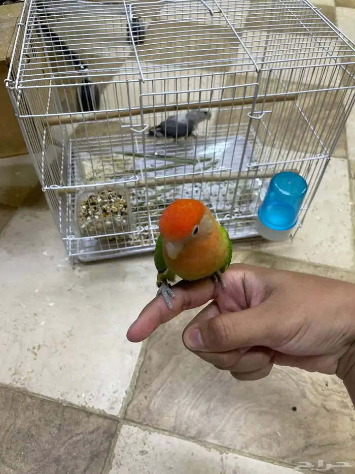 جوز روز 2