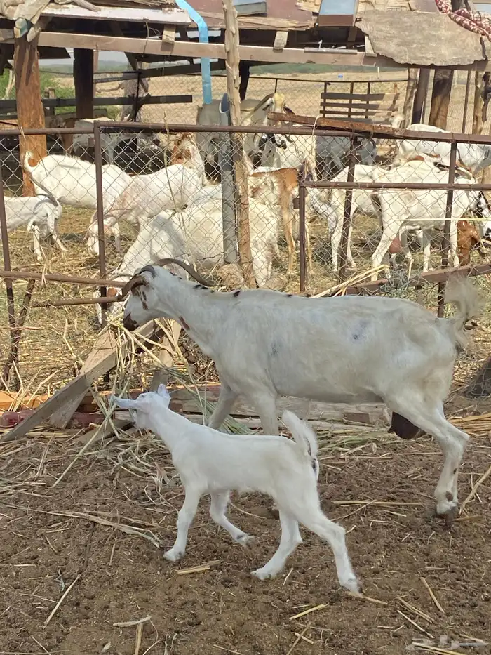 شاه ولود تحتها انثى 2