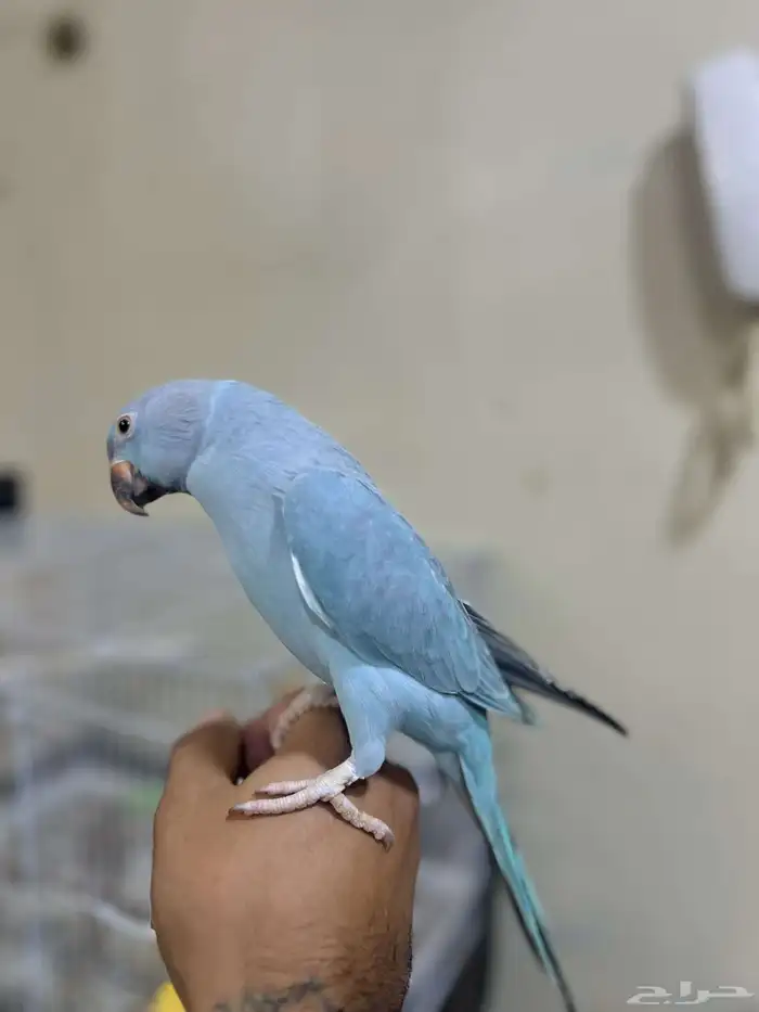 دره اليفه 3