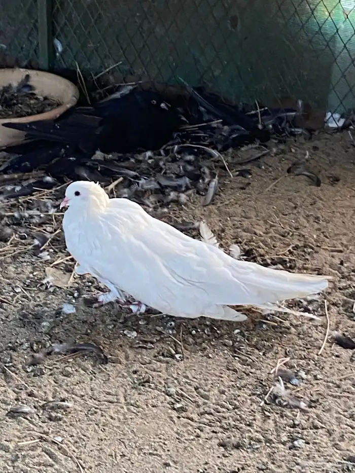 حمام نفاخ قولبر 10
