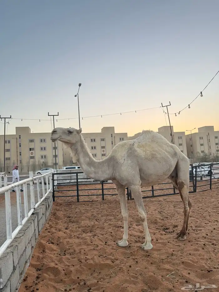 ناقه ضروبه عشرا منتج معزوله بنتها منها توها شاق 2