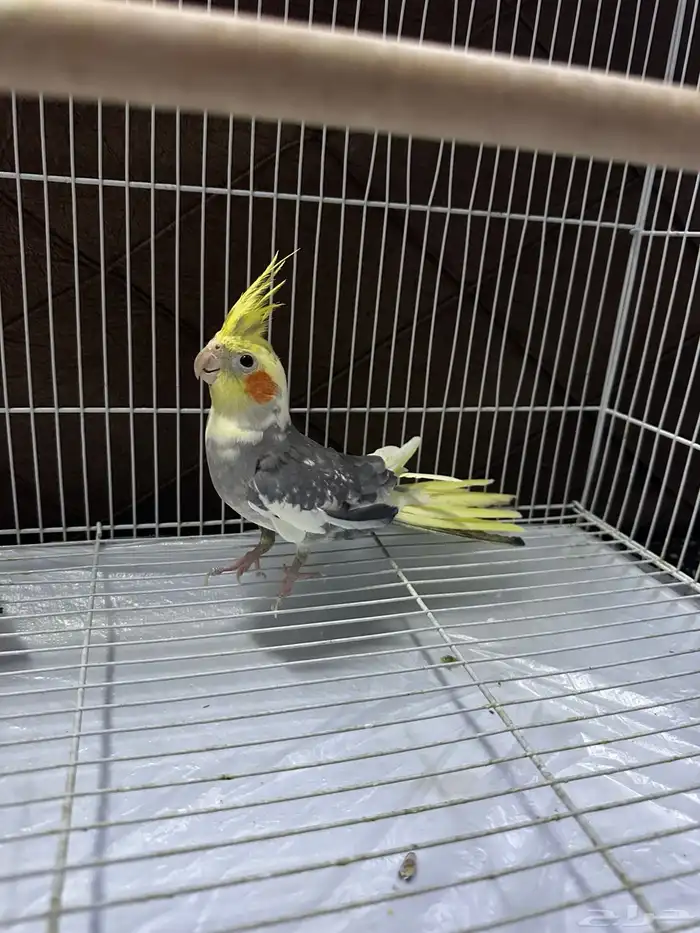 عصافير كروان للبيع 2