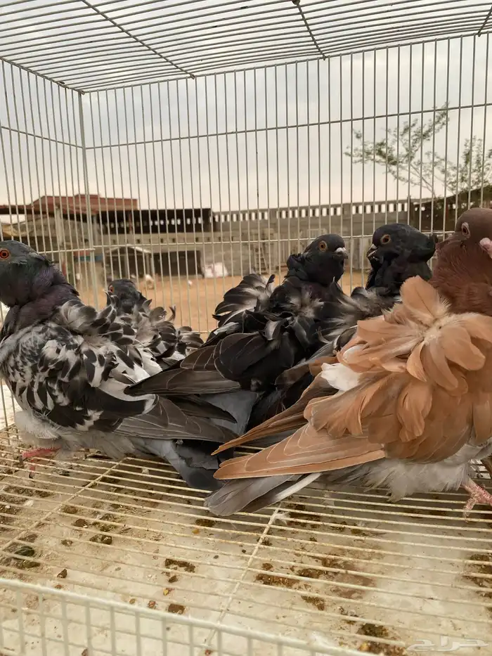 كشكش اوفرات وردتين وجوز جاكوبين 0