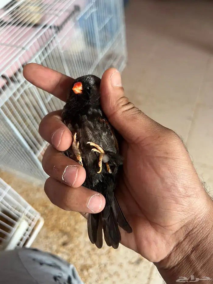 جوز زيبرا شاركول جامبوا 5