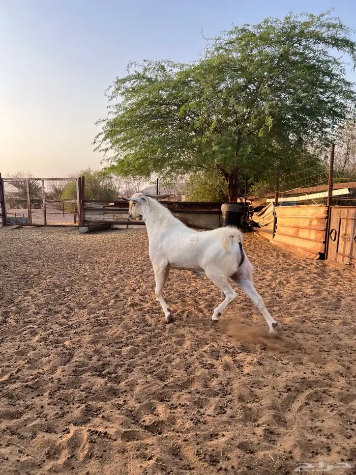 فحل بيشي حار حار 1