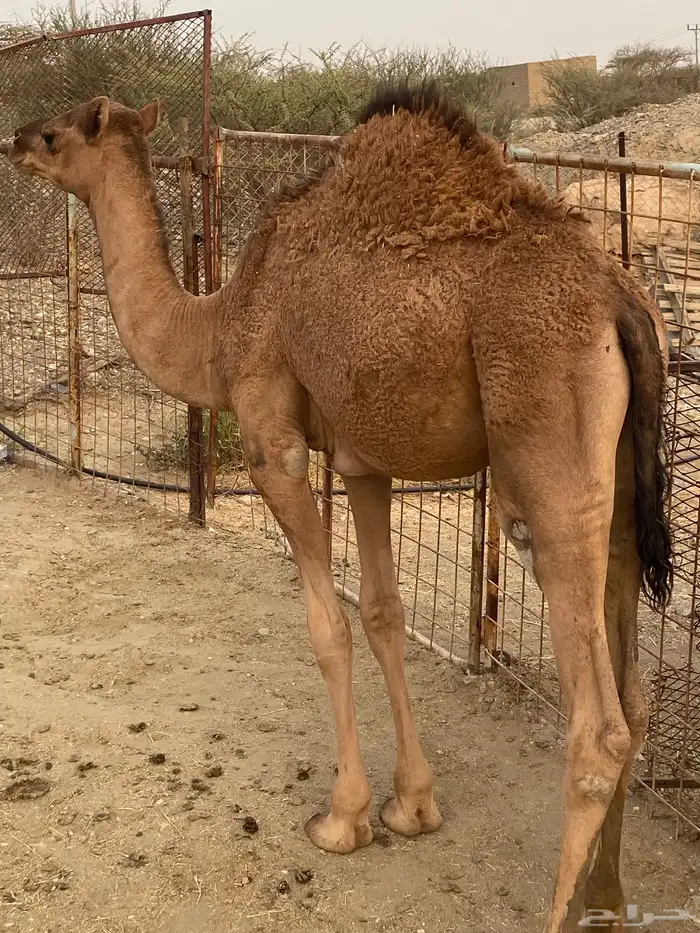 قعود لبان 1
