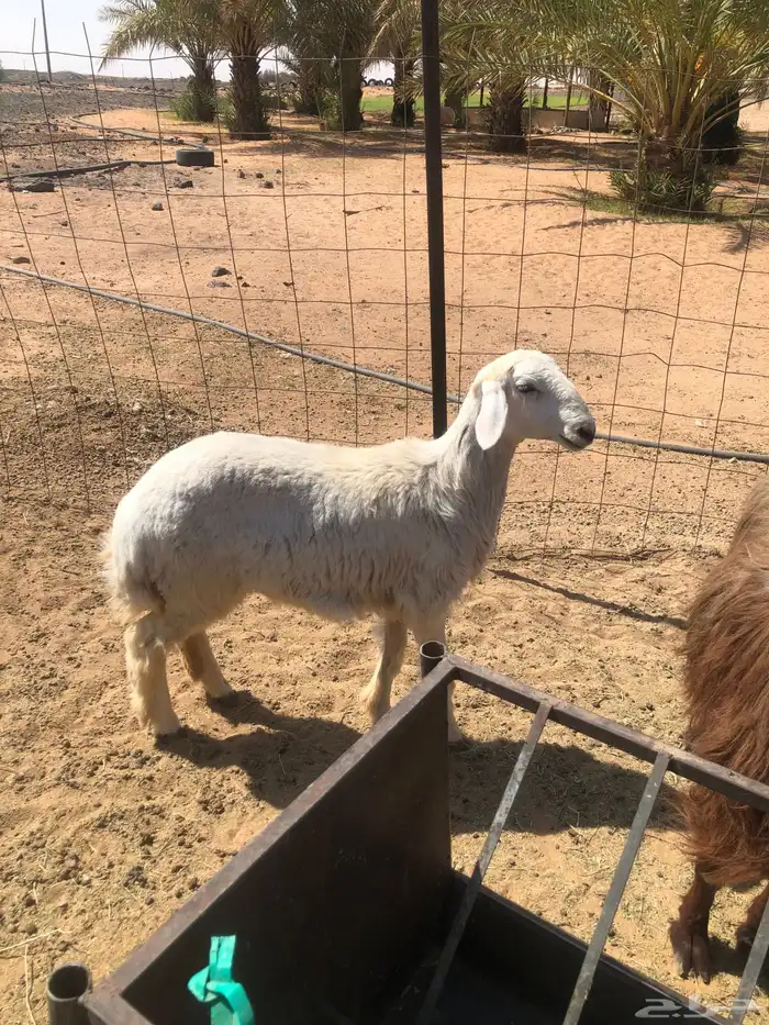للبيع طلي عمرها من 4 شهور ل 5 شهور . 3