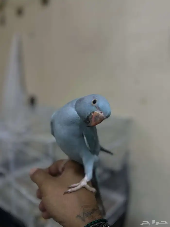 دره اليفه 0