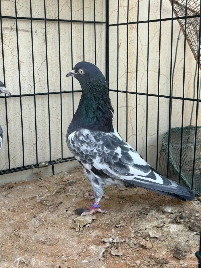 حمام باكستاني. تم البيع 0