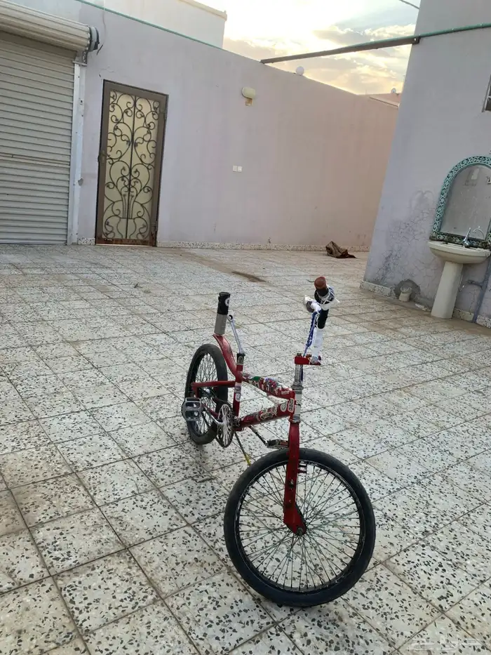 كوبرا احمر للبيع 2