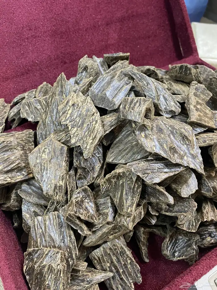 عود كلمنتان سعر جملة طيب لايفوتك 1