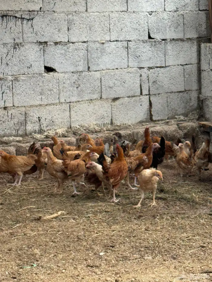 دجاج بلدي نظيف 0