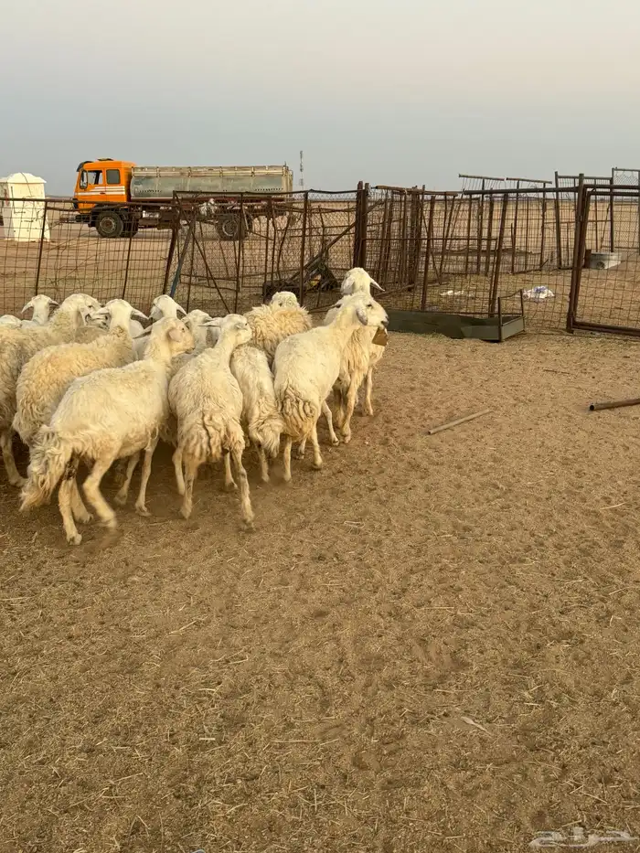 للبيع غنم طيبه 8