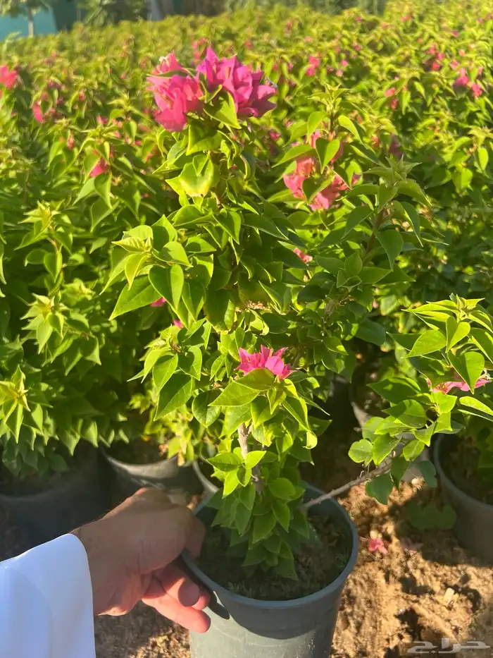 مشتل ومشاتل نباتات ظل وزينه نيم نخيل بونسيانا مورينجا 0