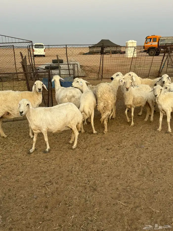للبيع غنم طيبه 9
