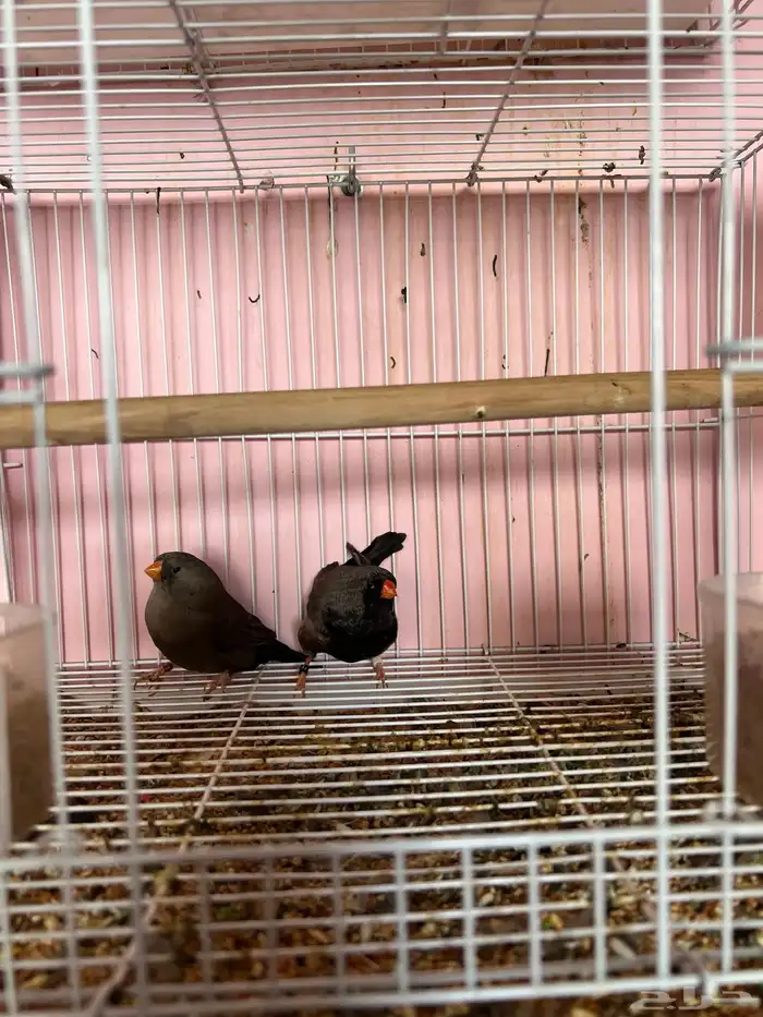 جوز زيبرا شاركول جامبوا 3