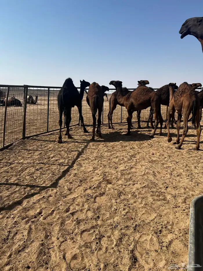 حشو قصب شتويات طيبات تحت امهاتهم 6