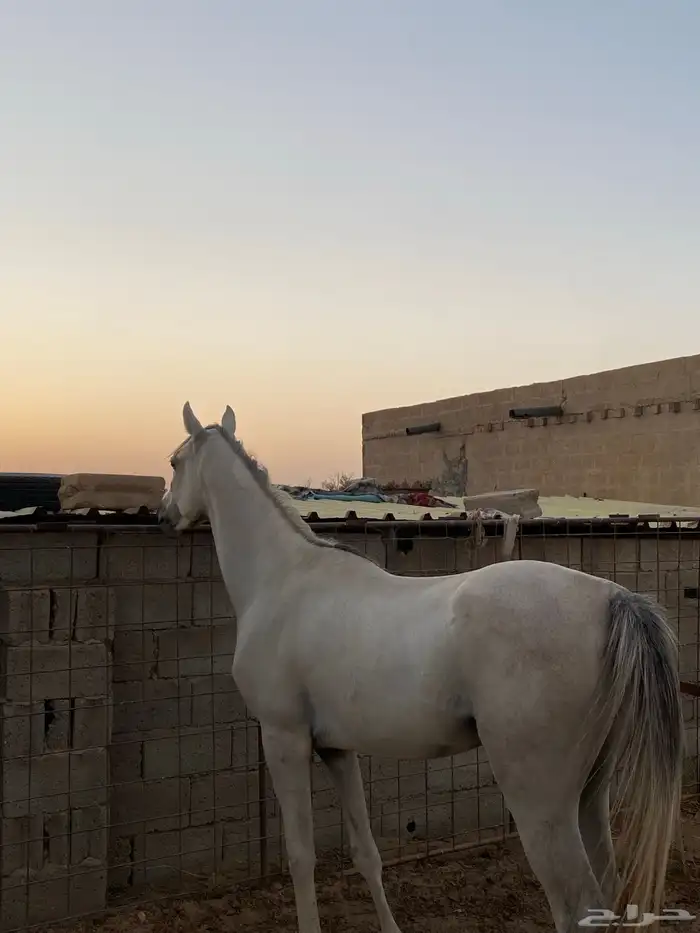 حصان واهو 2