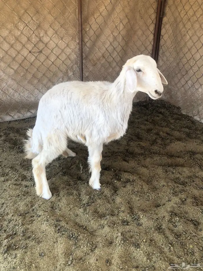 للبيع طلي عمرها من 4 شهور ل 5 شهور . 2