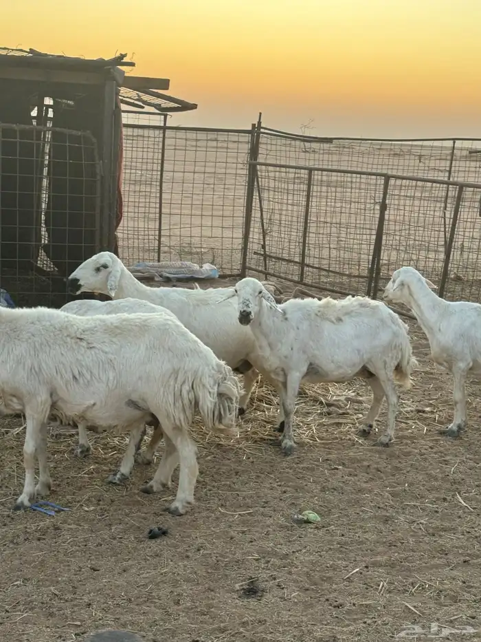 للبيع غنم طيبه 0