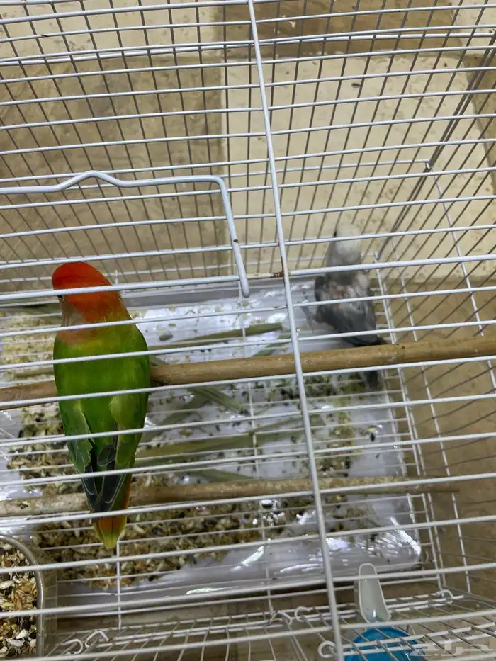 جوز روز 0