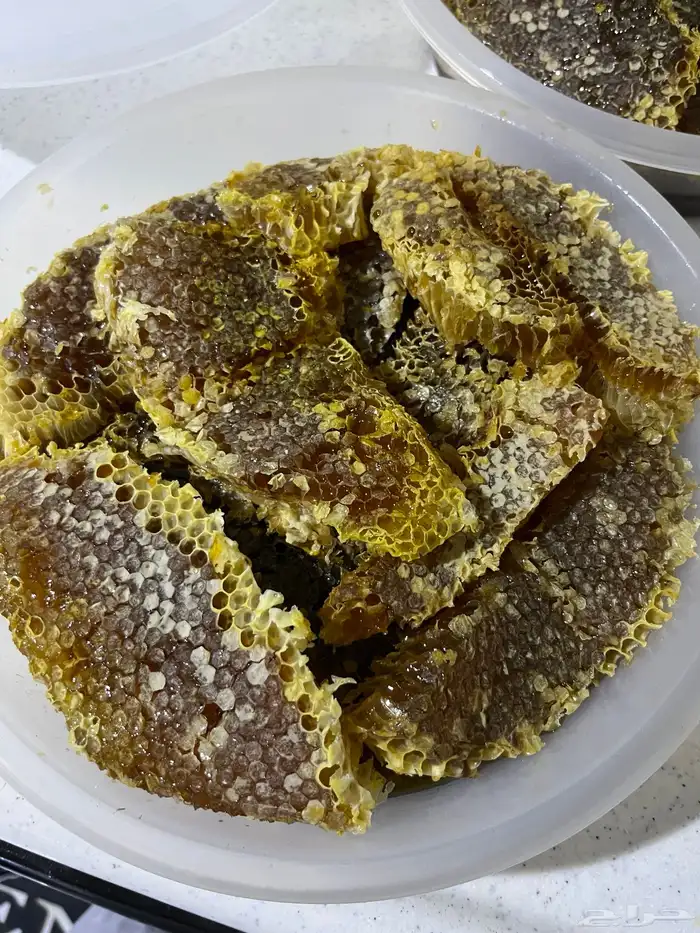 عسل شمع القنفذه 4